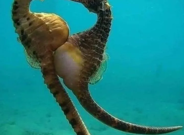 A Love Story Under the Waves: The Extraordinary Lives of Seahorses