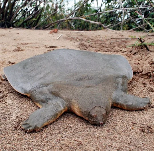 Discovering the Cantor’s Giant Softshell Turtle: A Unique Asian Marvel