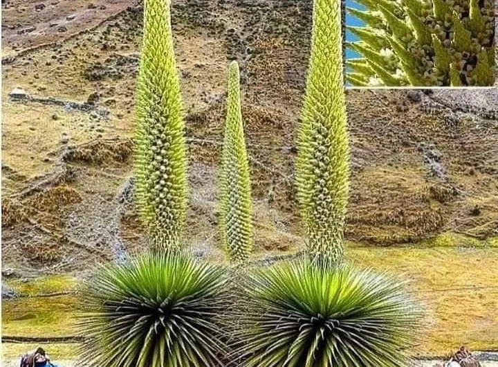 Puya Raimondii: The Queen of the Andes and Her Once-in-80-Years Spectacle 🌸