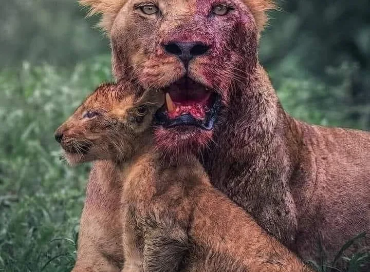 A Lioness’s Sacrifice – A Tale of Bravery and Love