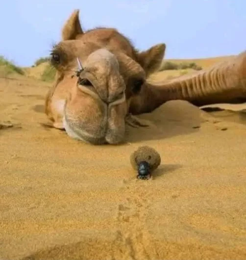 Whispers of the Sands: Observing a Desert Giant and its Tiny Companion