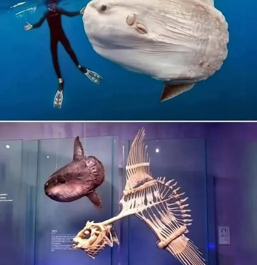 The Enigmatic Gentle Giant of the Ocean: Unveiling the Wonders of the Moonfish (Mola mola)