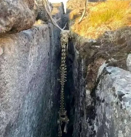 The Silent Witness in the Crevice: A Stark Reminder of Nature’s Course