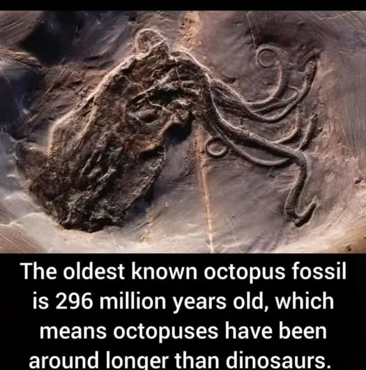 Ancient Ink: The Astonishing Fossil That Proves Octopuses Outdate Dinosaurs!