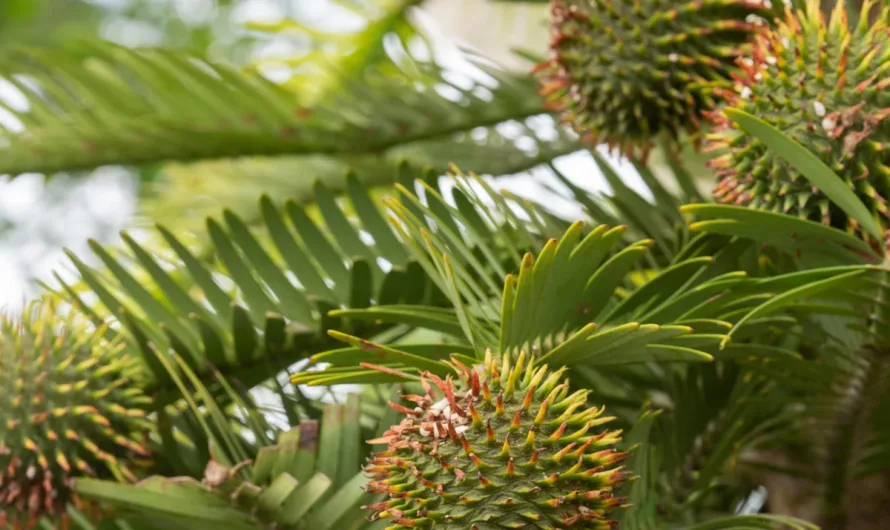 Wollemi Pine’s Fruitful Revival: A Triumph in an English Garden