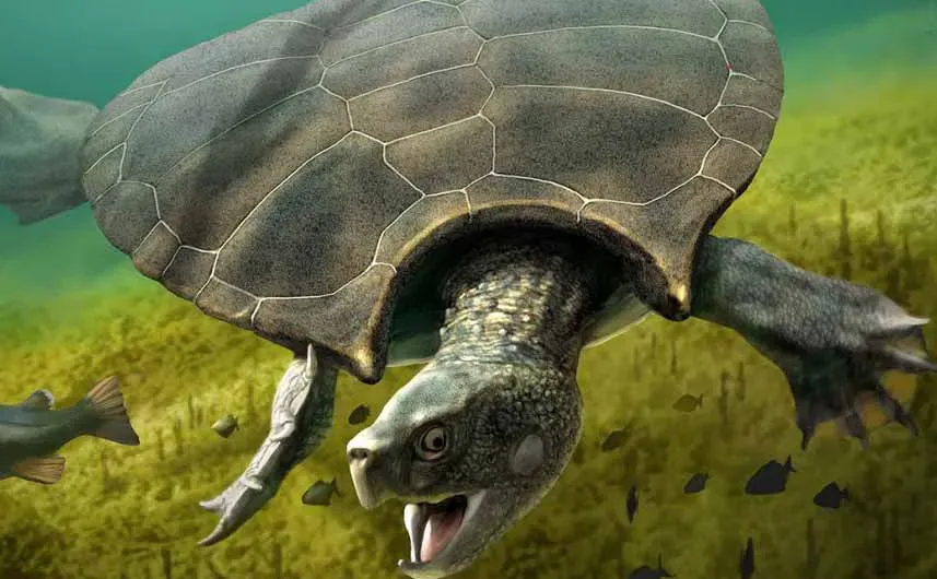 Gigantic Turtles Fought Epic Battles 10 Million Years Ago—and Have the Scars to Prove It