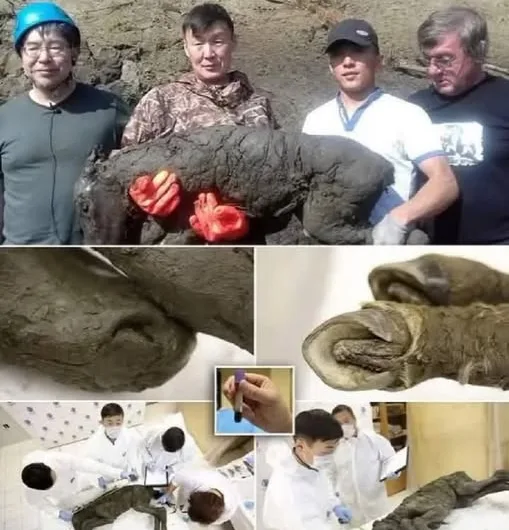 42,000-Year-Old Liquid Blood Found in Siberian Permafrost: A Breakthrough for Cloning and Ancient Species Restoration