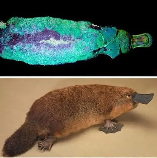The One and Only Platypus: An Egg-Laying, Venomous, Fluorescent Mammal with Electroreception—And No Stomach!