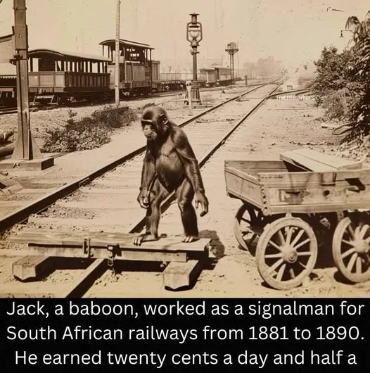 Jack the Baboon: The Remarkable Railway Signalman of South Africa
