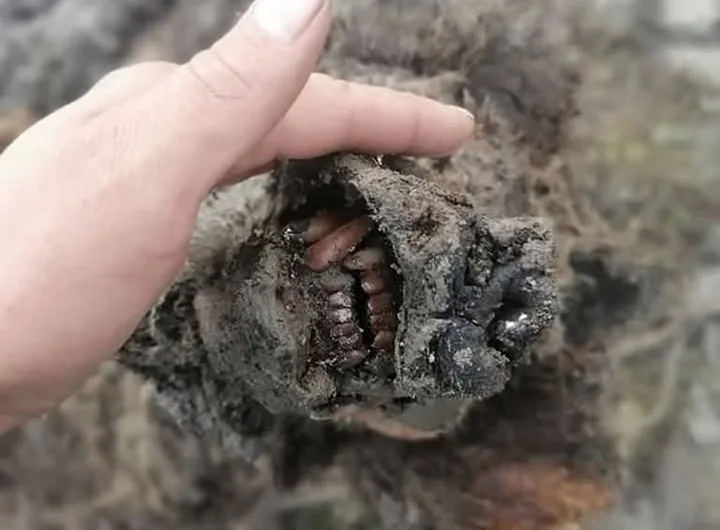 Cave bear mummy discovered in Siberia still has its internal organs, fur and black nose