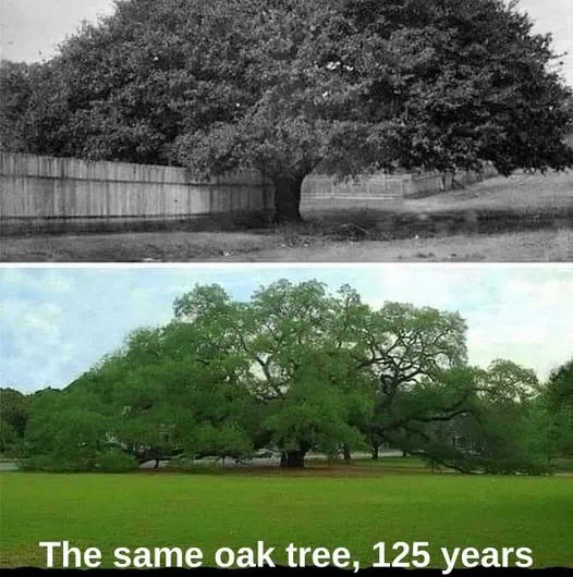Thomasville’s Big Oak is still standing strong after more than 300 years