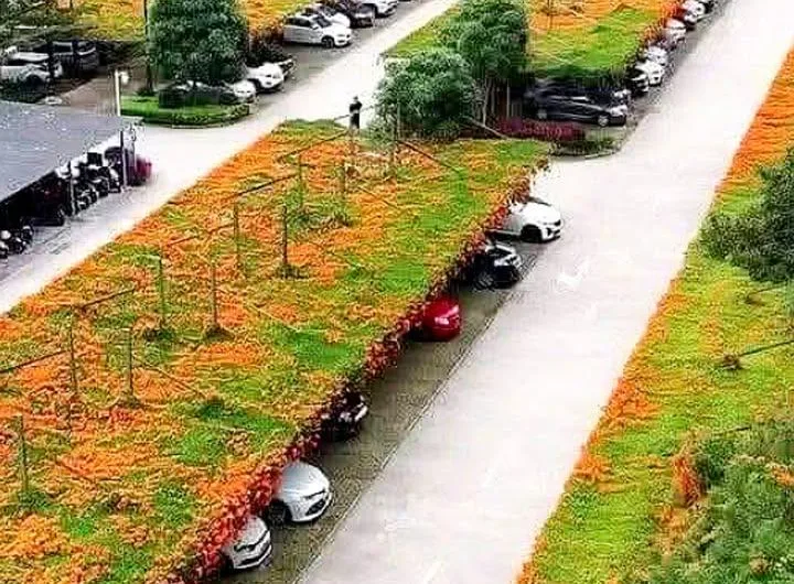 Trading Concrete for Clover: Are Green Car Parks the Future?