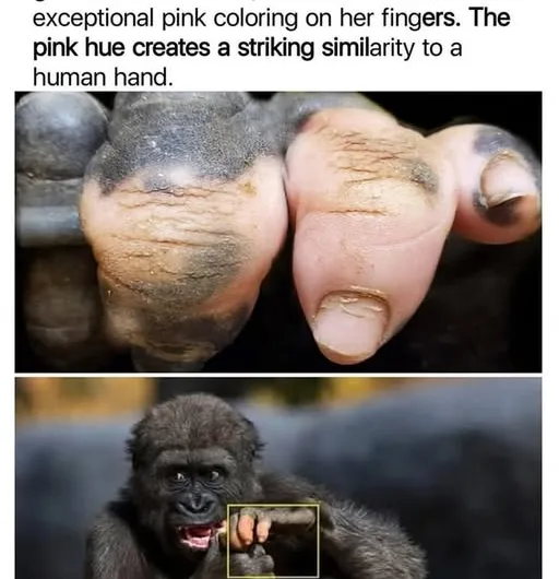 Zoo Atlanta Gorilla With Rare Condition Has Human-Like Fingers