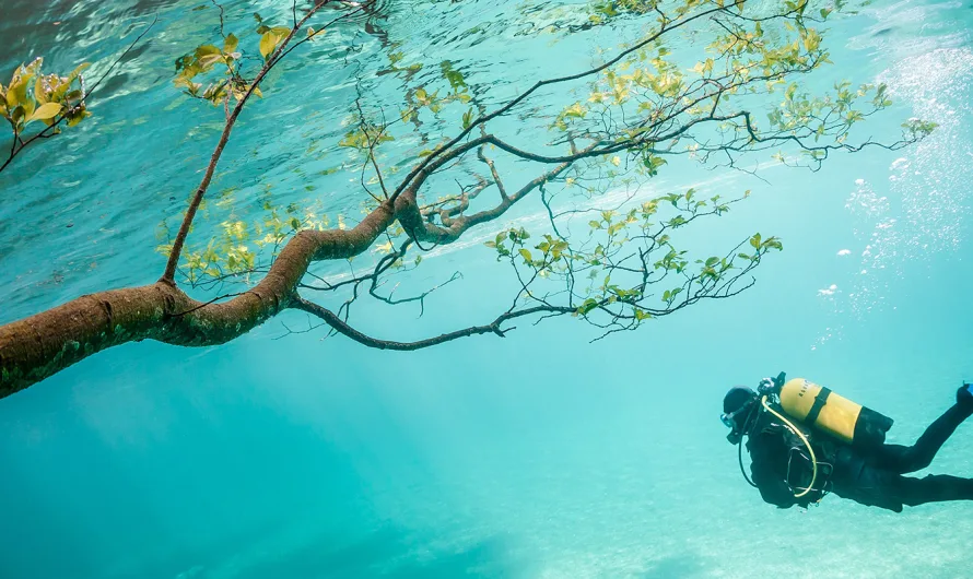 Green Lake, The Secret of the Submerged Forest