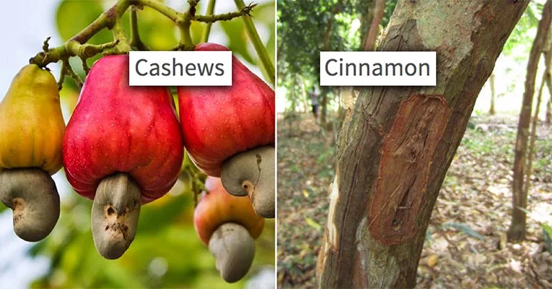 12 Photos That Prove We Have No Idea How Food Grows