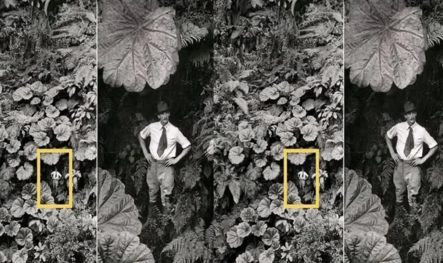 From Lava to Lush: Hawaii’s Volcanic Soil and the Giant Leaves of Haleakalā
