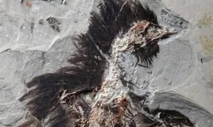 Ancient Proteins Persist in 130-Million-Year-Old Bird Fossil