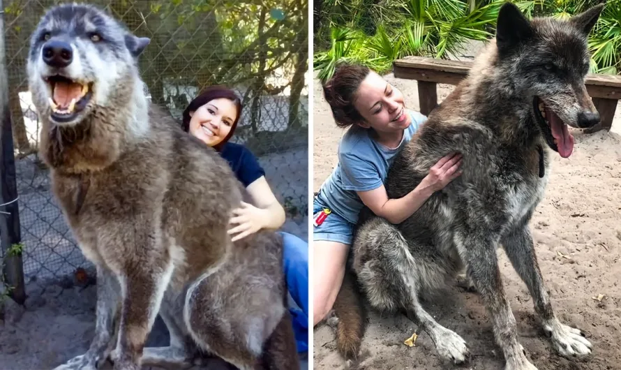 Yuki: The Rescued Wolfdog of Shy Wolf Sanctuary