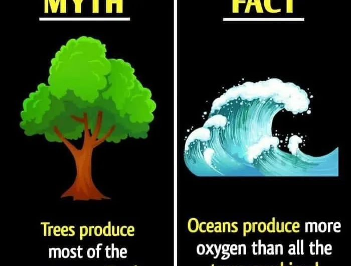 The Ocean’s Breath: Phytoplankton, Not Trees, as Earth’s Oxygen Powerhouse