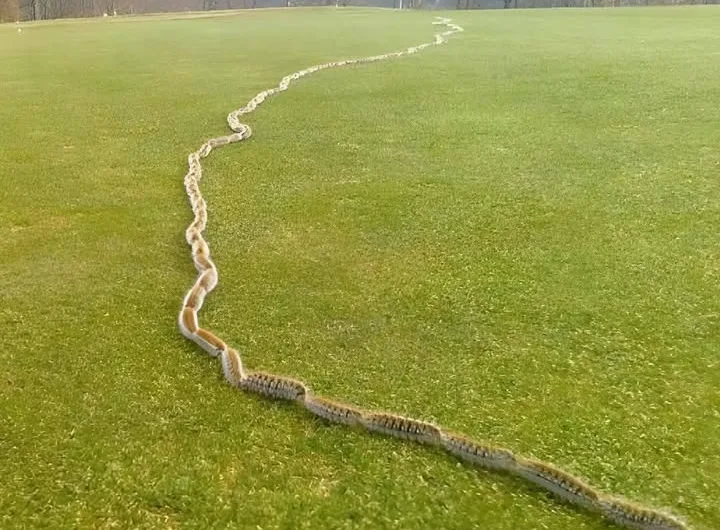 The Caterpillar March: A Deceptive Survival Strategy