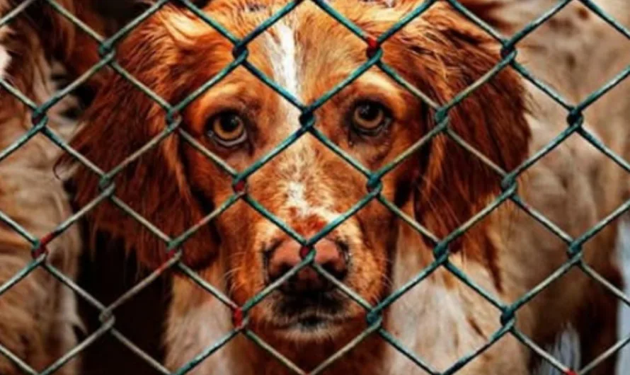 Germany’s No-Kill Shelters: A Model of Compassionate Animal Welfare