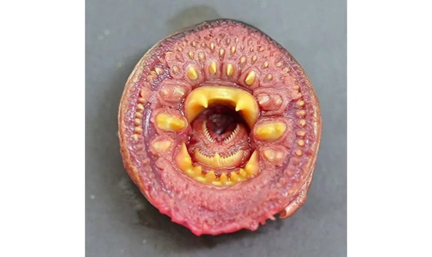 Lamprey Mystery
