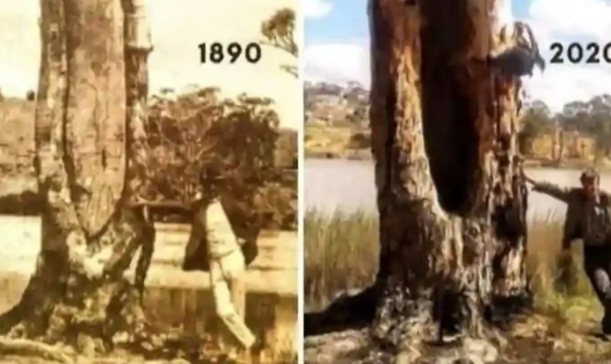 Timeless Sentinels: The Story of a 130-Year-Old River Red Gum Canoe Tree