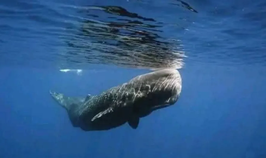 The loneliest whale in the world: The whale whose unique call has stopped him finding love