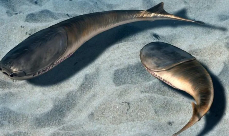 Fish evolved near shorelines, not in deep waters, study says