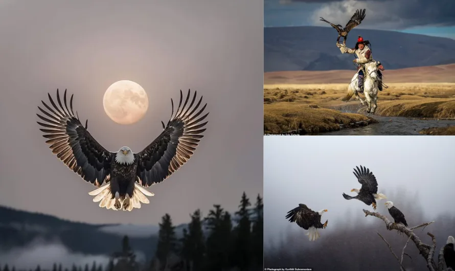 Flying high! Striking image of four bald eagles battling it out for a spot on a perch wins National Geographic’s Pictures of the Year contest – as stunning snaps of desert owl with severed gecko in its beak and erupting volcano also make the cut