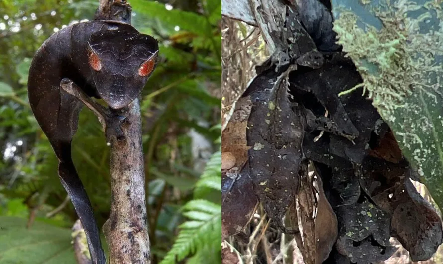 The Enigmatic Satanic Leaf-Tailed Gecko: Nature’s Master of Disguise