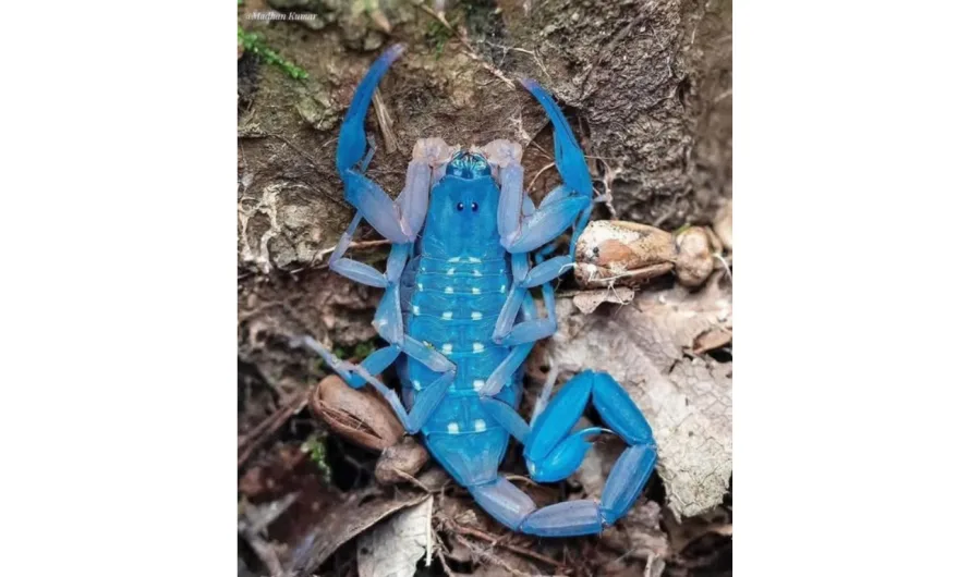 Why do Scorpions Glow Under UV light?