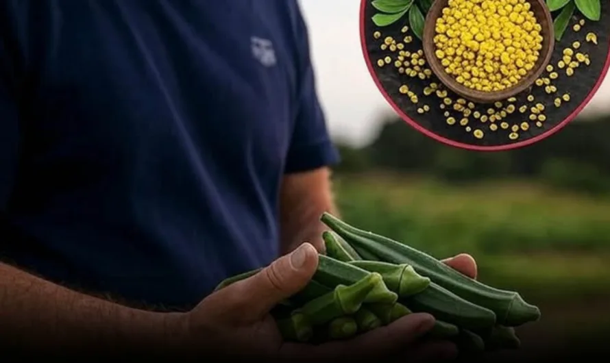 Okra and Fenugreek: Nature’s Solution to Microplastic Pollution