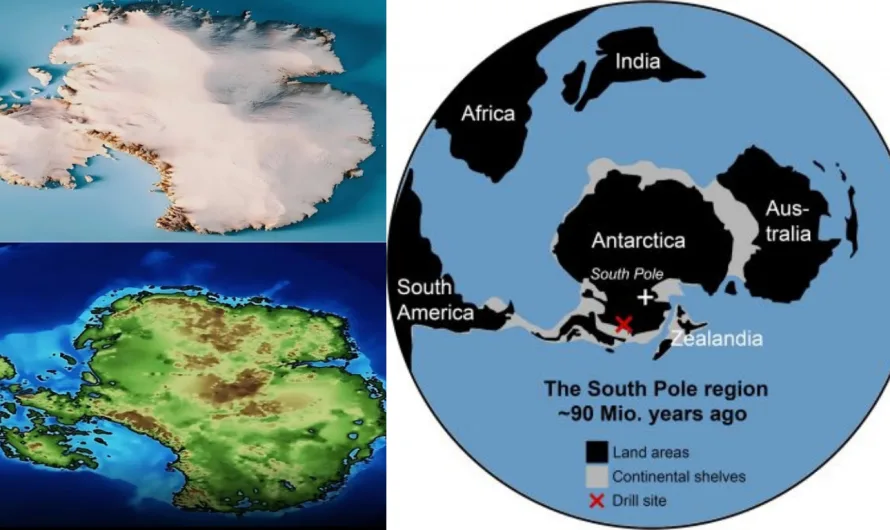 Discovery of Ancient Rainforest in Antarctica Reveals a Much Warmer Prehistoric World
