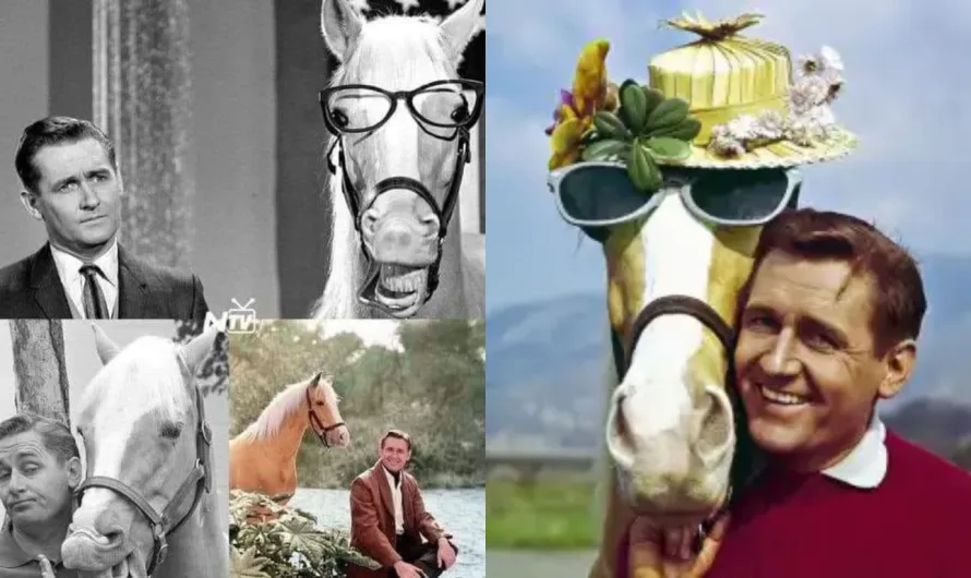 Mr. Ed: My Childhood Neighbor