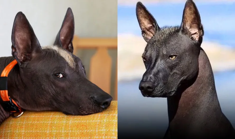 Mexico’s Legendary Xoloitzcuintli, the Hairless Dog