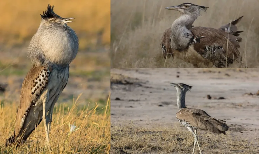 The Kori Bustard: The Heaviest Flying Bird in the World