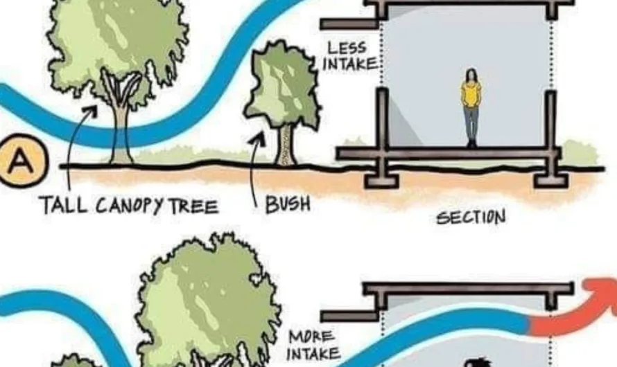 How Trees Influence Wind Direction: A Visual Guide