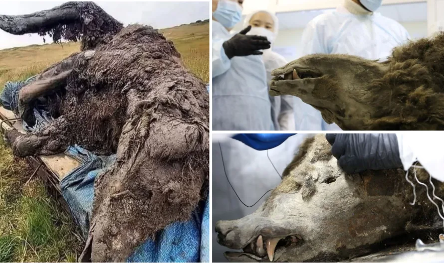 ‘Prehistoric’ mummified bear discovered in Siberian permafrost isn’t what we thought