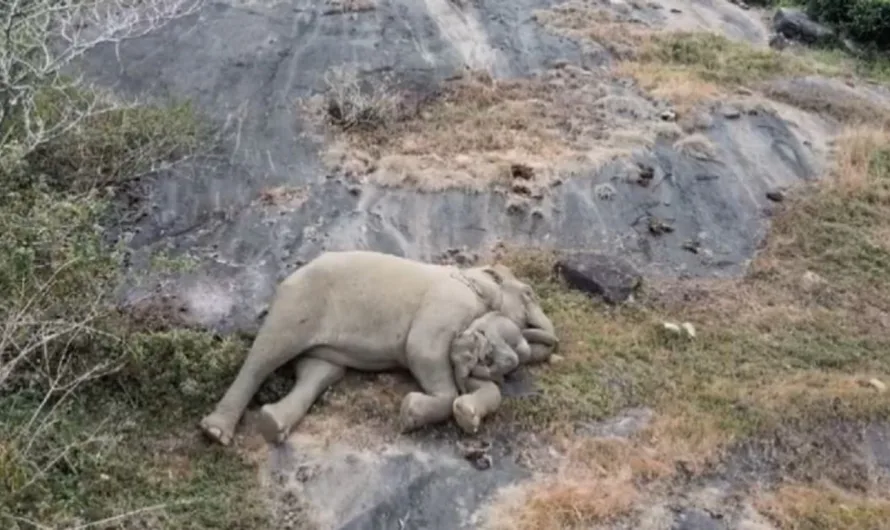 Lost baby elephant shares a heartwarming moment with mom after being rescued from the wild