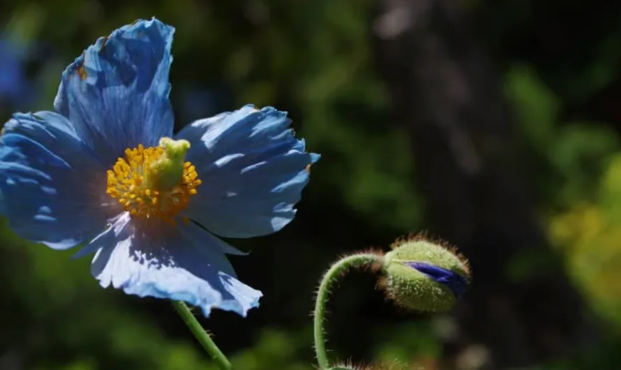 The resilient Himalayan blue poppy