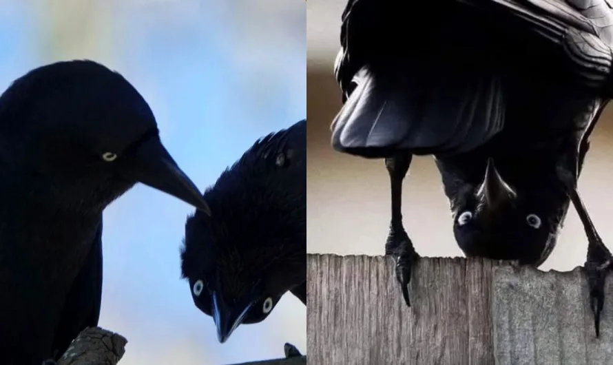 Torresian Crow