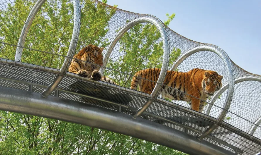 Lions, tigers roam (more) freely at Philadelphia Zoo