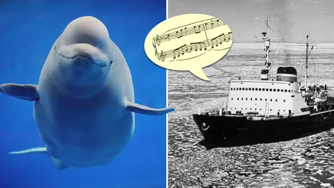The Symphony on the Ice: How a Soviet Icebreaker and Tchaikovsky Saved 2,000 Beluga Whales