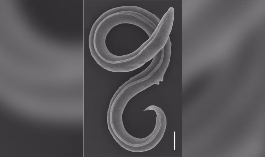 A worm has been revived after 46,000 years in the Siberian permafrost