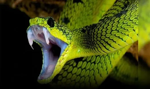 After 856 ‘Snake Bites’, Man’s Blood Could Unlock Universal Antivenom