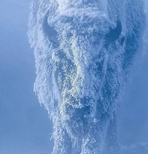 Incredible shot of bison in Yellowstone National Park