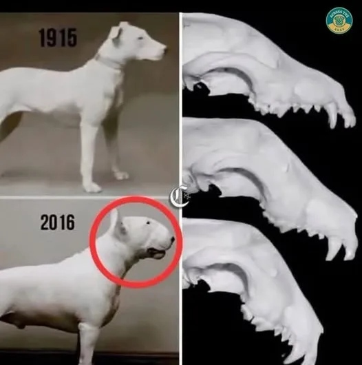 100 Years of Breed “Improvement”