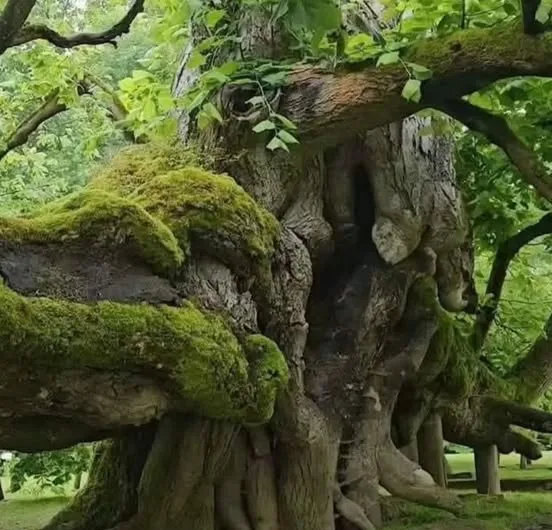 Ancient “singing linden” voted Tree of the Year