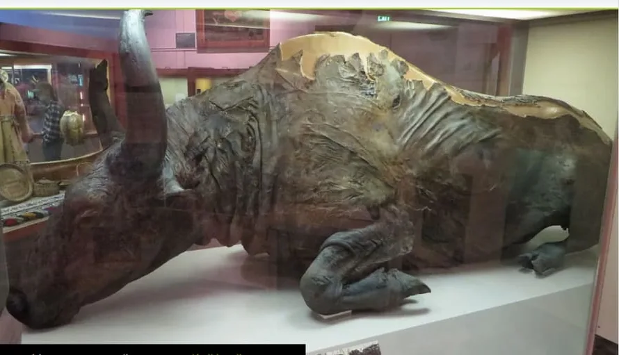 How does a 50,000-year-aged Bison taste?
